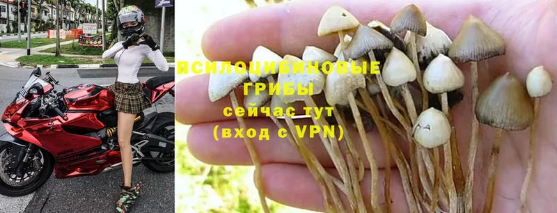 Галлюциногенные грибы Psilocybe  маркетплейс какой сайт  Боровичи  закладка 